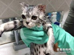 美短洗澡的方法是什么？美国短毛猫多久洗一次澡