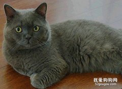 英国短毛猫护理方法有哪些?