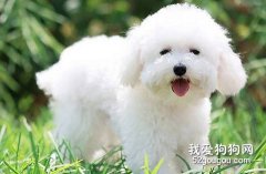 怎么辨别纯种比熊犬？