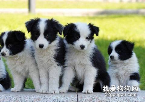 挑选边牧
