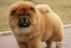 松狮犬的4个特点