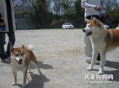 <b>怎样区分日本柴犬和秋田犬？</b>