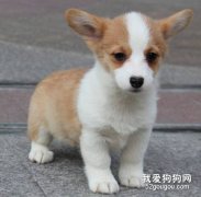 养柯基犬的常识