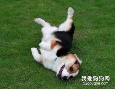柯基犬出车祸的急救的方法