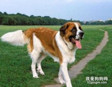 圣伯纳犬外貌特点有哪些?