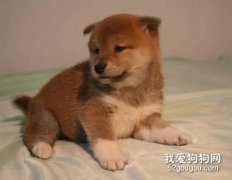 秋田幼犬怎样喂养？