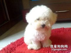 给初养比熊犬的朋友几点建议