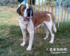 第一次怎样养圣伯纳犬？