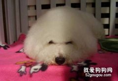 <b>比熊犬细小病毒的症状与治疗方法</b>