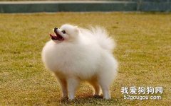 博美犬咳嗽的原因