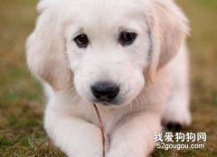 <b>金毛犬冬季饲养几个要点</b>
