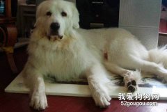 告诉你大白熊犬的正确美容方法？