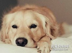 冬季怎么预防金毛犬窝咳？