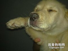 狗狗得了犬瘟怎么办？