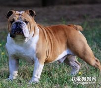 日常饲养斗牛犬及其斗牛犬的性格