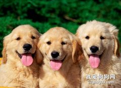 金毛疾病预防大全