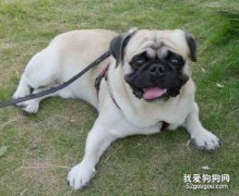 喂养巴哥犬要注意什么