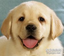 狗狗的眼睛护理
