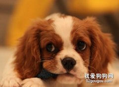 查理王小猎犬的介绍