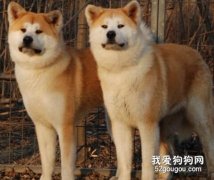 怎样挑选健康的秋田犬？