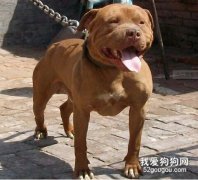 怎么判断比特犬品相的好坏？