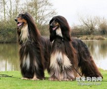 喂养阿富汗猎犬应该注意什么？