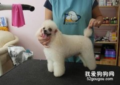 <b>狗狗美容知识宝典</b>