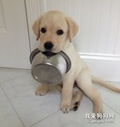 金毛犬不同阶段的喂养方式