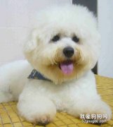 喂养比熊犬的五大误区