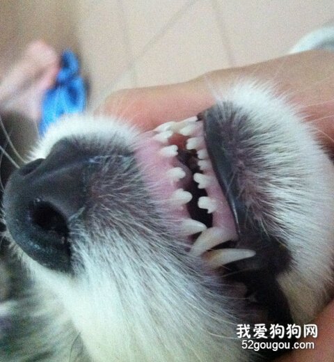狗狗牙齿
