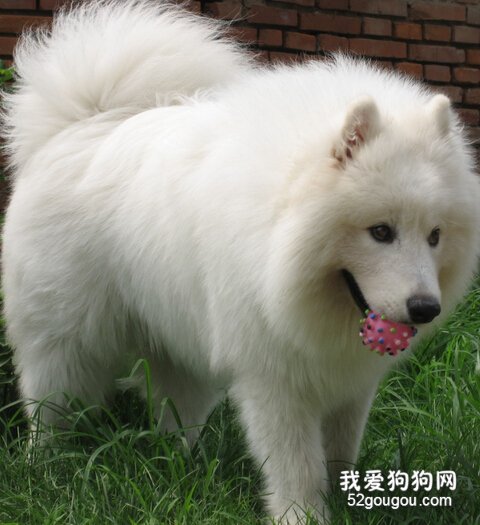 萨摩耶训练