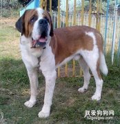 圣伯纳犬的正确饲养方法