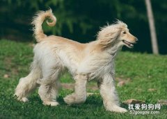 阿富汗猎犬养之前要准备什么