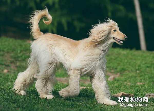 阿富汗猎犬