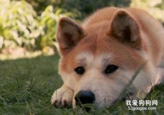 秋田犬智商排名怎么样