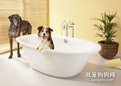 狗狗洗澡的目的和方法
