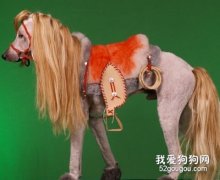 赛级犬的造型