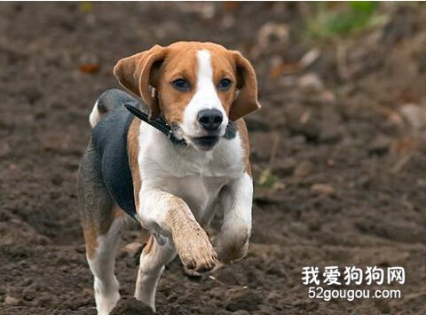 训练比格犬