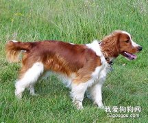 威尔斯跳猎犬介绍