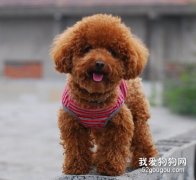 喂养泰迪犬注意的问题