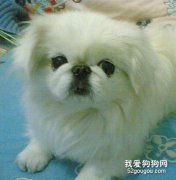给狗狗美容的必备技巧