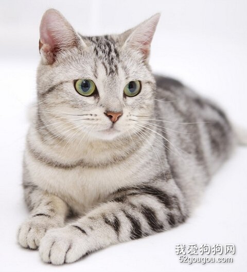 猫咪