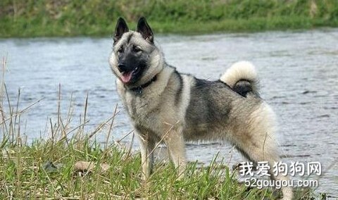 挪威猎鹿犬