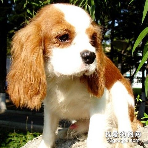 查理王小猎犬