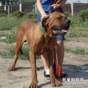 韩国杜莎犬介绍