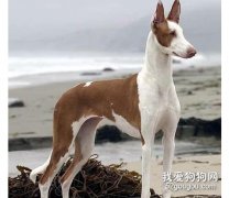 依比沙猎犬介绍