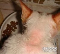 猫咪常见三种皮肤病的预防知识