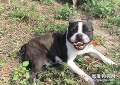 波士顿梗犬的详细介绍