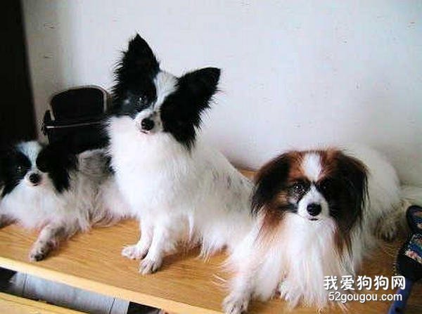 给蝴蝶犬修毛