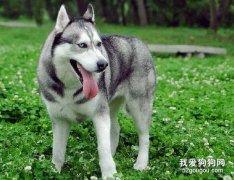 哈士奇的饮食禁忌有哪些?
